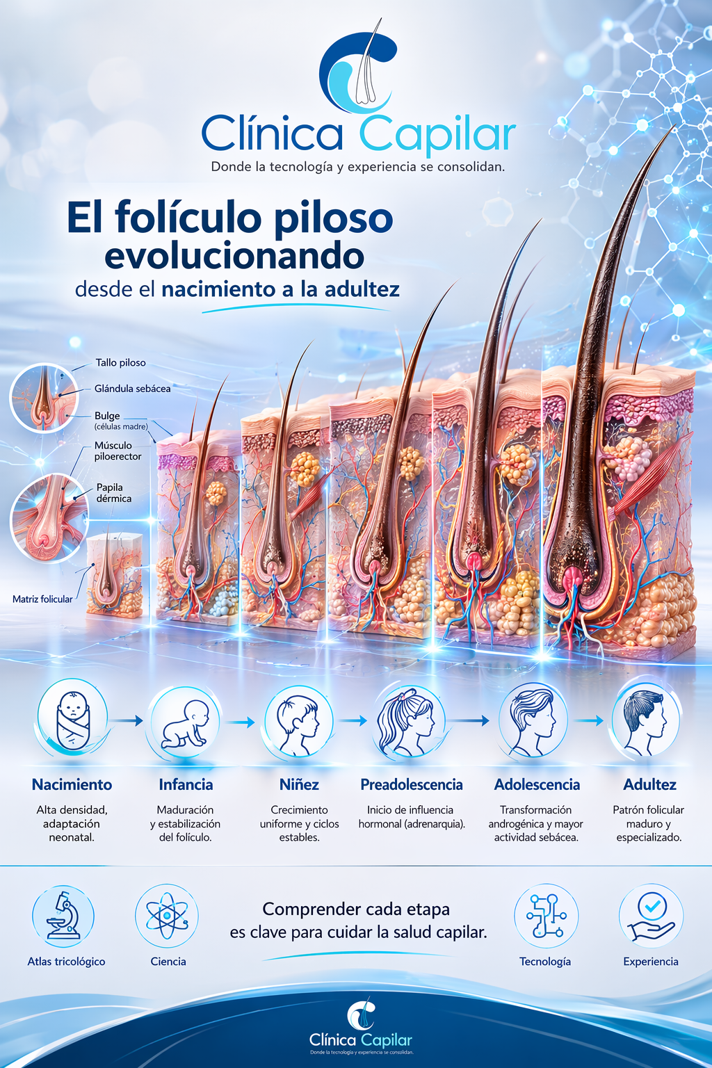 Read more about the article El folículo piloso desde el nacimiento hasta los 18 años: cómo evoluciona anatómica y fisiológicamente. Revisión Bibliográfica. Dra. Alexandra Espinal-Dermatricóloga