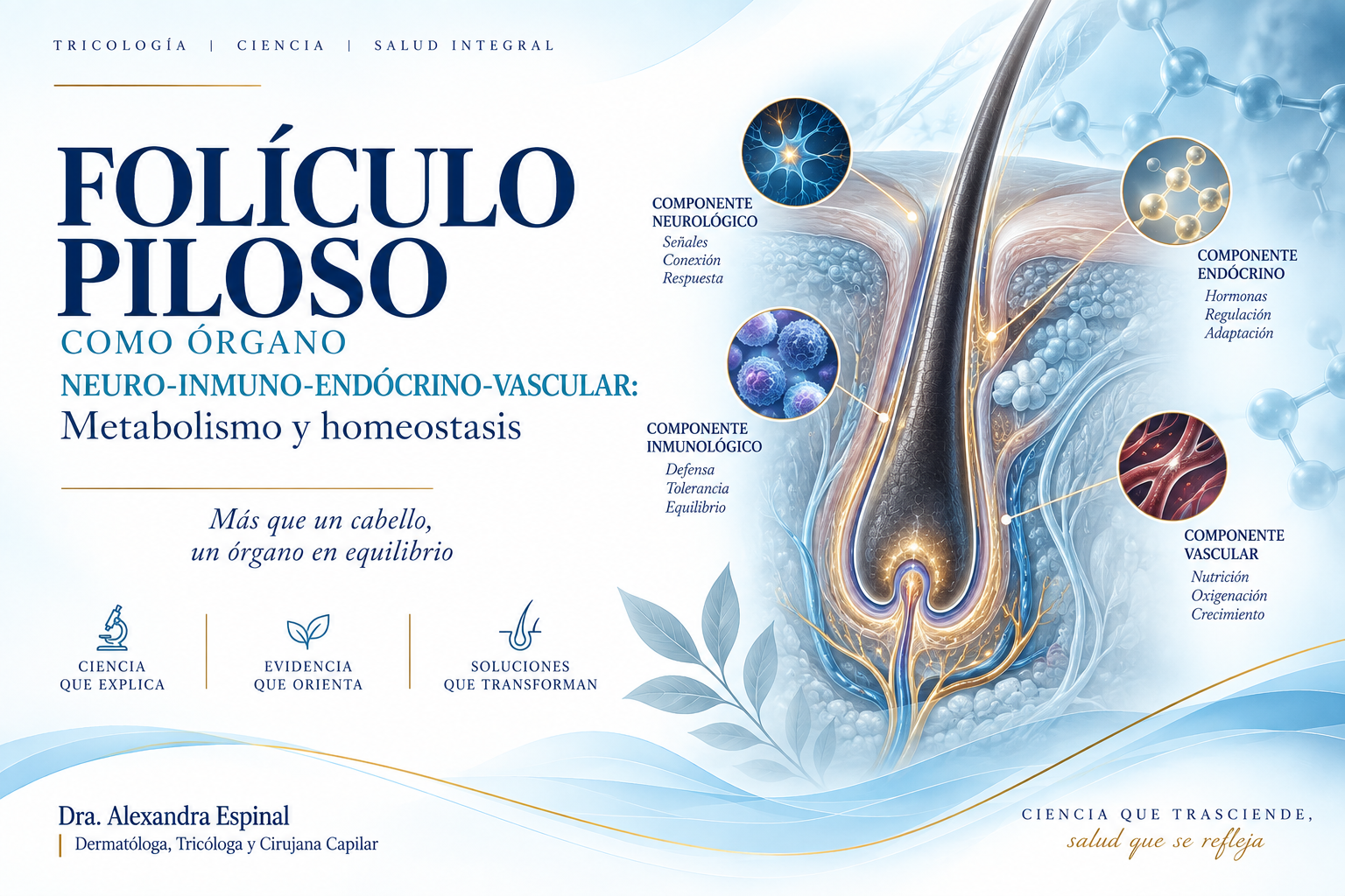 You are currently viewing Folículo piloso como órgano neuro-inmuno-endócrino-vascular: metabolismo y homeostasis.Revisión bibliográfica.  Dra. Alexandra Espinal. Dermatotricóloga y Cirujana de Restauración Capilar